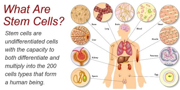 Celule stem tratamente