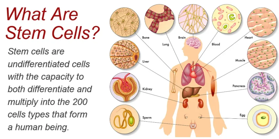 Celule stem tratamente